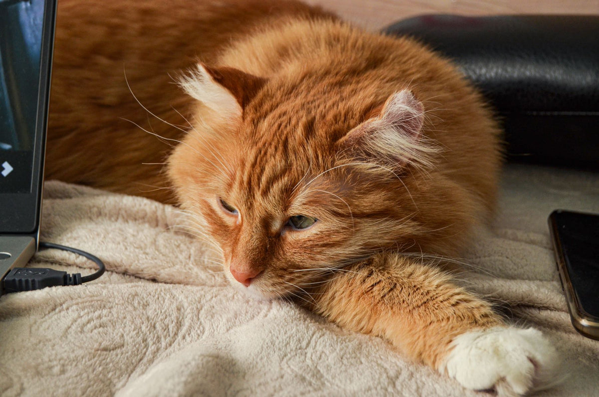 Ginger cat relaxing on a soft blanket at home