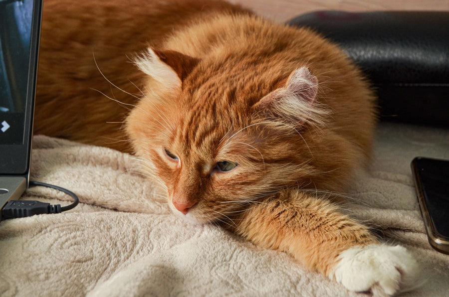 Shop products for cats