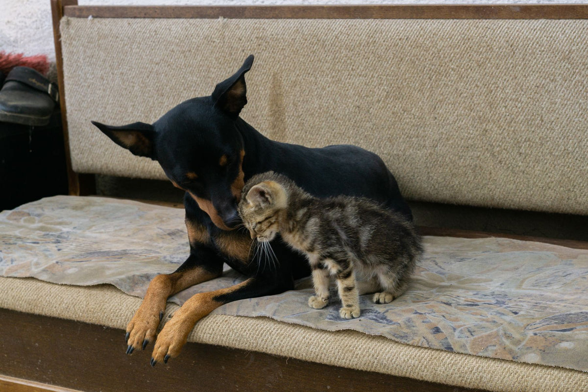 Dog and cat relaxing together at home
