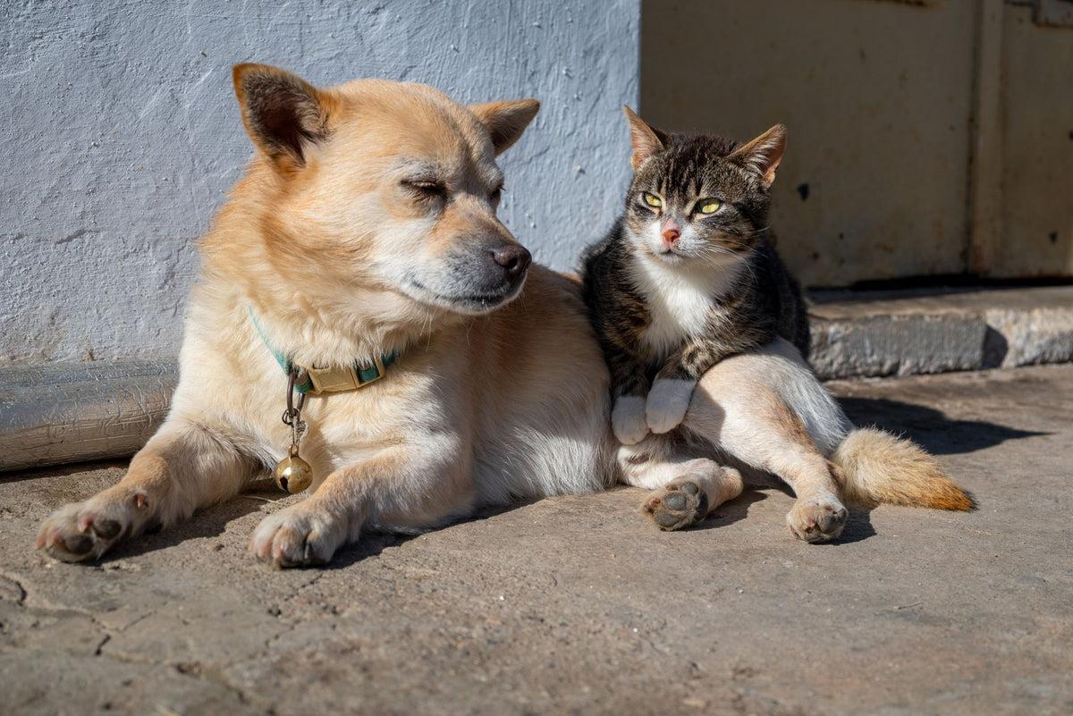 Dog and cat lying side by side