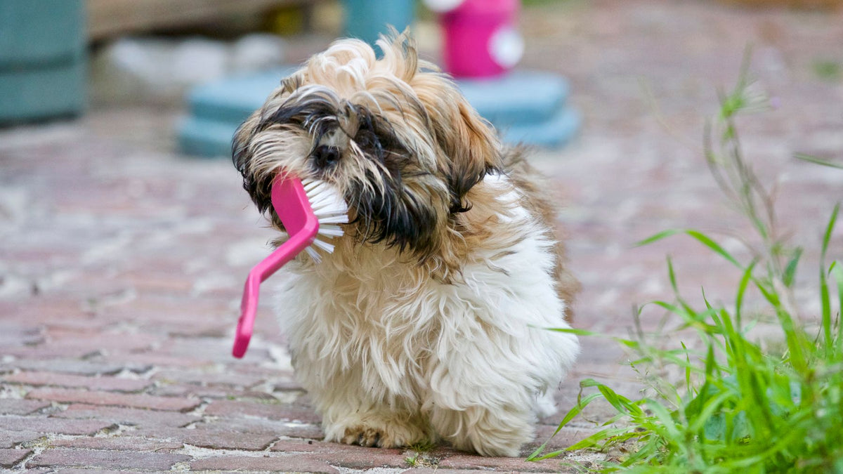 Small dog playing with a pink toy