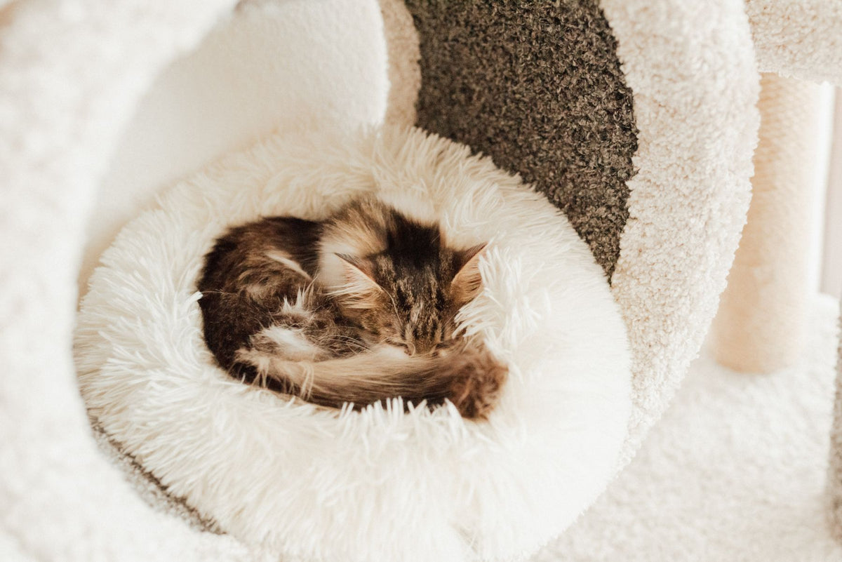 Cat curled up in a cozy round bed