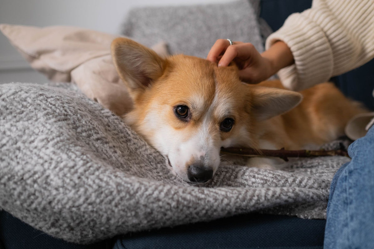 Corgi resting on a sofa while being petted