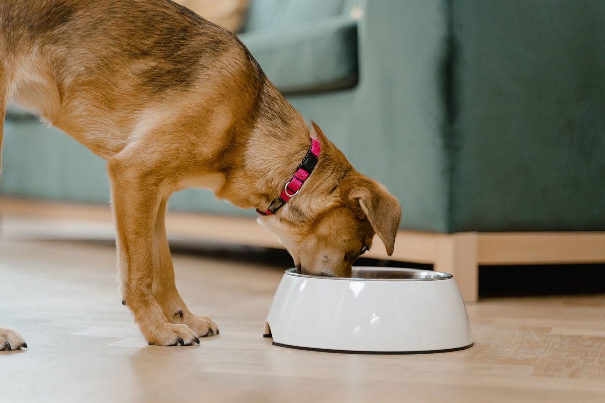 Dog eating from a bowl at home