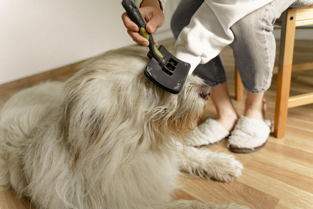 Long-haired dog being brushed at home