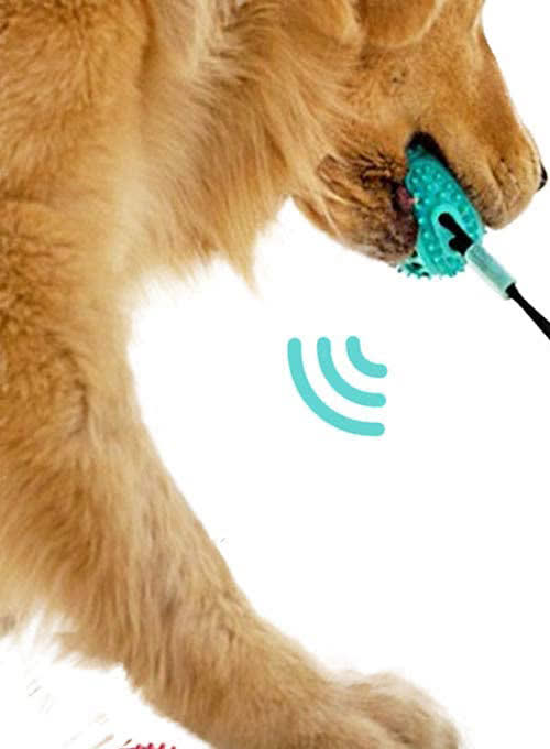 Suction Cup Interactive Dog Tug and Teeth Cleaning Toy - MapleSnug product photo