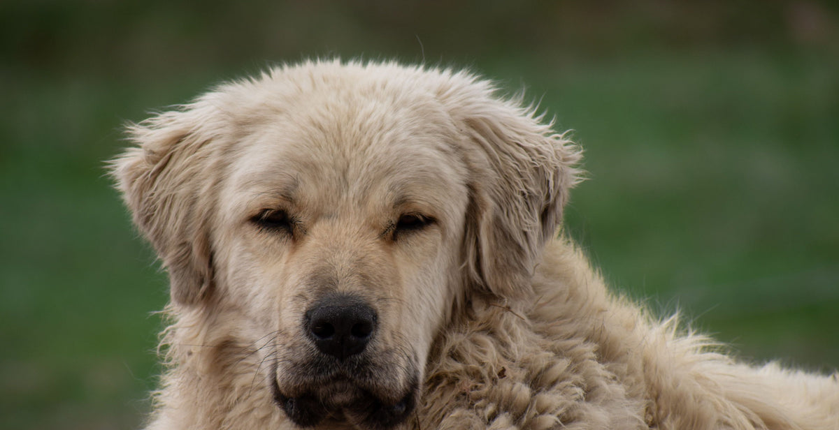 Fluffy dog relaxing at home - MapleSnug pet essentials