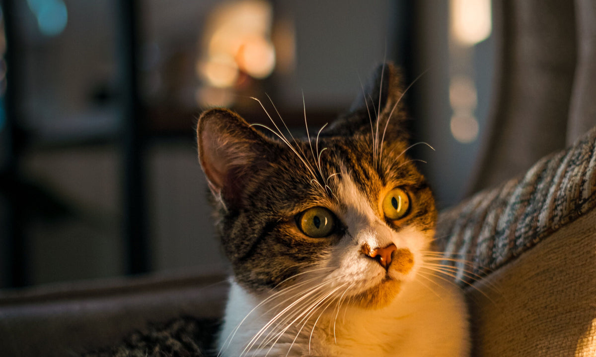 Playful cat at home - MapleSnug cat toys