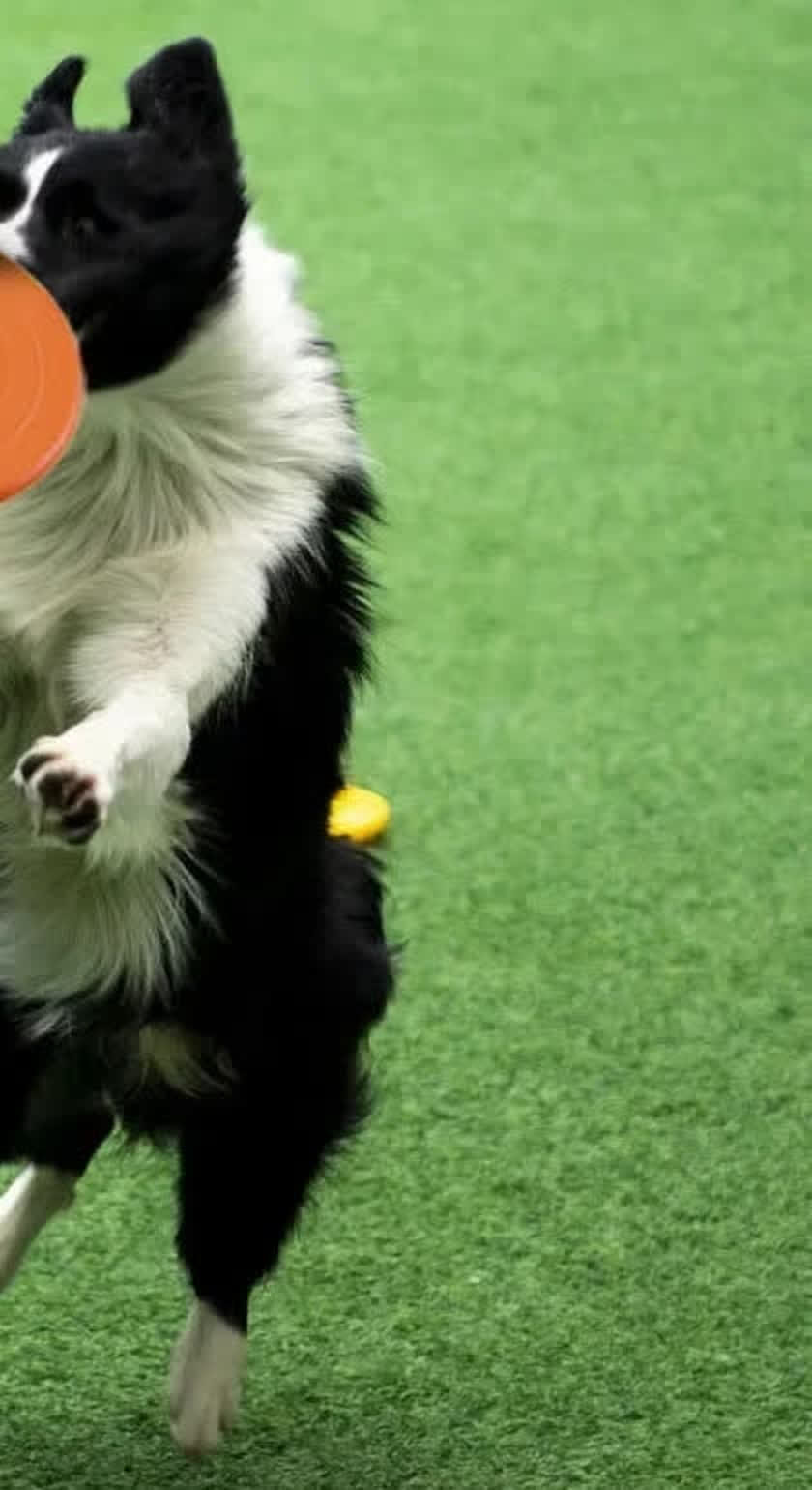 Silicone Flying Disc Dog Toy - MapleSnug product photo
